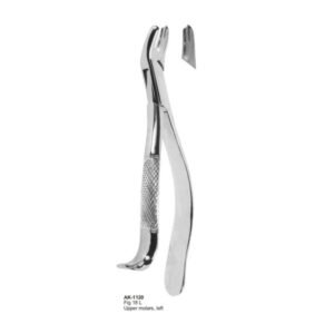 Upper Molars, Left American Patten