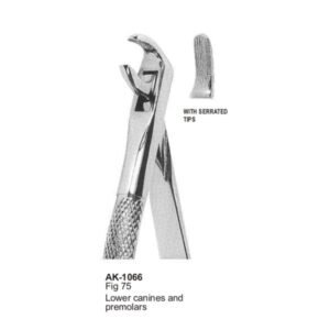 Lower Canines and Premolars