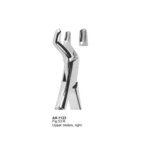 Lower Molars, right American Patten